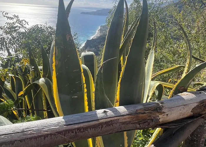 L' Agave
