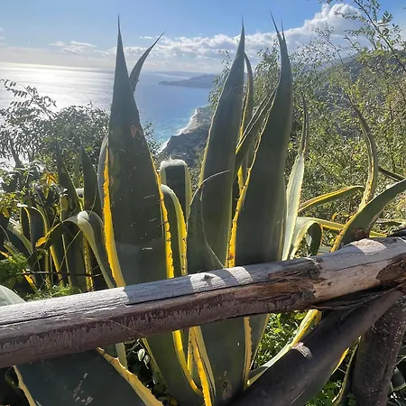 L' Agave