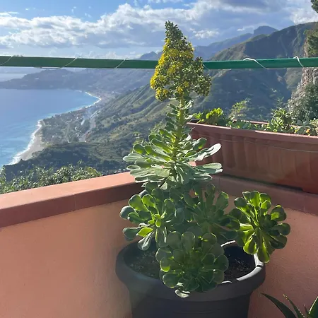 L' Agave Forza dʼAgro